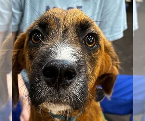 Plott Hound-Unknown Mix Dogs for adoption in Corning, AR, USA