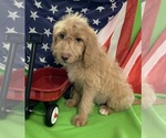 Small Photo #33 English Cream Golden Retriever-Poodle (Standard) Mix Puppy For Sale in DEARBORN, MO, USA