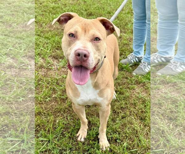 Medium Photo #1 American Pit Bull Terrier Puppy For Sale in Oakhurst, NJ, USA