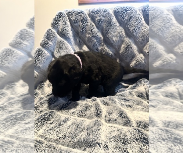 Medium Photo #41 Labradoodle Puppy For Sale in KIRKSVILLE, MO, USA