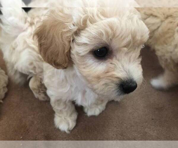Medium Photo #2 Poodle (Toy) Puppy For Sale in ROHNERT PARK, CA, USA