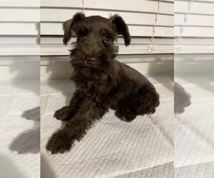 Schnauzer (Miniature) Puppy for sale in LAKEWOOD RANCH, FL, USA