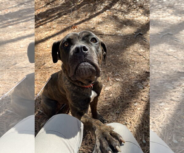 Medium Photo #10 Mastiff-Unknown Mix Puppy For Sale in Virginia Beach, VA, USA