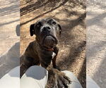 Small #9 Mastiff Mix