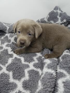 Medium Photo #3 Labrador Retriever Puppy For Sale in CENTRAL CITY, PA, USA