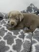 Small Photo #3 Labrador Retriever Puppy For Sale in CENTRAL CITY, PA, USA