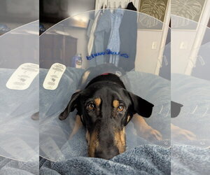 Flanagan - Male Doberman Pinscher-Unknown Mix Dog for Adoption - Photo #7