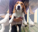 Small Beagle