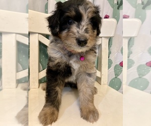 Aussiedoodle Puppy for sale in SHREVEPORT, LA, USA