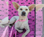 Small #2 Chihuahua Mix