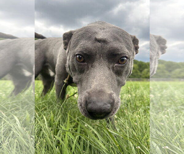 Medium Photo #13 American Pit Bull Terrier-Labrador Retriever Mix Puppy For Sale in Germantown, OH, USA