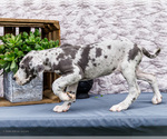 Small #8 Great Dane