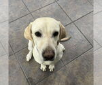 Small #3 Labrador Retriever