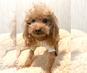 Poodle (Toy) Puppy for sale in CHANDLER, AZ, USA