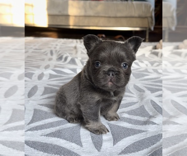 Medium Photo #1 French Bulldog Puppy For Sale in SACRAMENTO, CA, USA