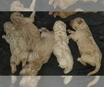 Small Photo #2 Goldendoodle Puppy For Sale in AGOURA HILLS, CA, USA