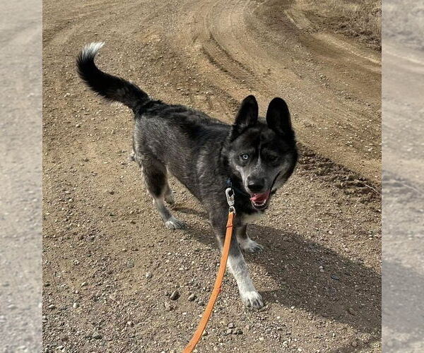 Medium Photo #9 - Mix Puppy For Sale in Brooklyn Center, MN, USA