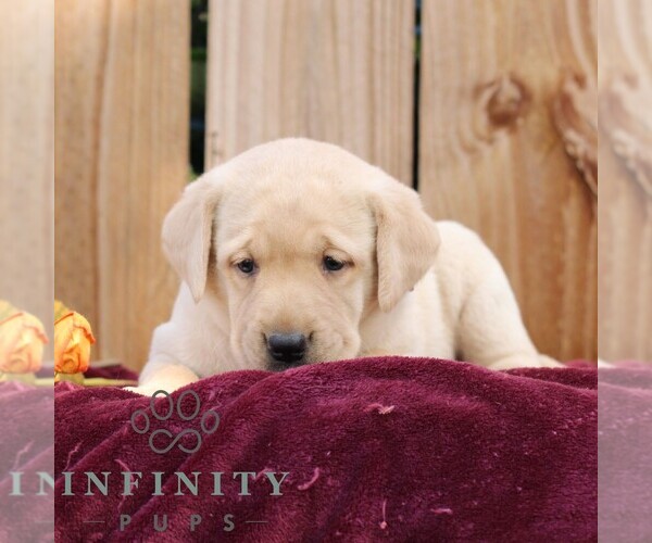 Medium Photo #4 Labrador Retriever Puppy For Sale in SHIPPENSBURG, PA, USA