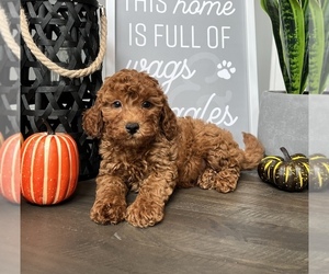 Cavapoo Dog for Adoption in FRANKLIN, Indiana USA