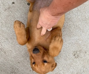 Labrador Retriever Puppy for Sale in KELLOGG, Minnesota USA