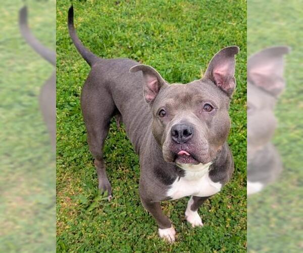 Medium Photo #1 Staffordshire Bull Terrier Puppy For Sale in Akron, OH, USA