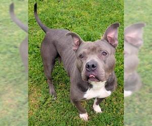 Staffordshire Bull Terrier Dogs for adoption in Akron, OH, USA