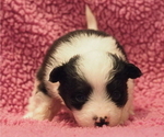 Small Photo #1 Miniature Australian Shepherd Puppy For Sale in ELMHURST, IL, USA
