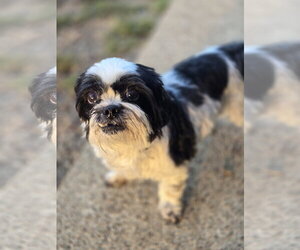 Shih Tzu Dogs for adoption in Bardstown, KY, USA