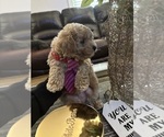 Puppy 1 Poodle (Toy)