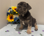 Small #9 French Bulldog