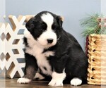 Small Photo #5 Miniature Australian Shepherd Puppy For Sale in WEST PLAINS, MO, USA