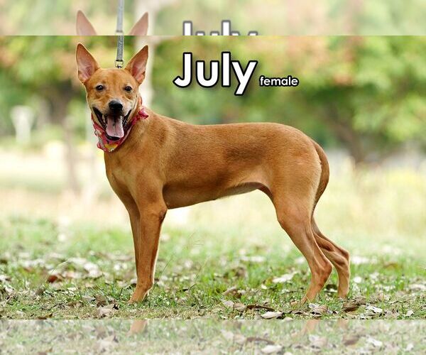 Medium Photo #3 Mutt Puppy For Sale in Seattle, WA, USA