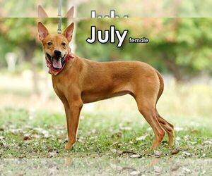 July from Taiwan - Female Mutt Dog for Adoption - Photo #3