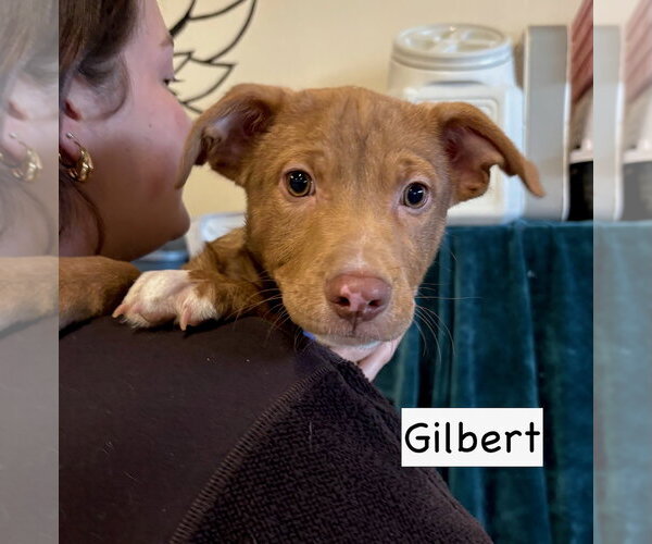 Medium Photo #1 Boxador Puppy For Sale in Gilberts, IL, USA