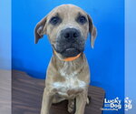 Small #1 Labrador Retriever Mix