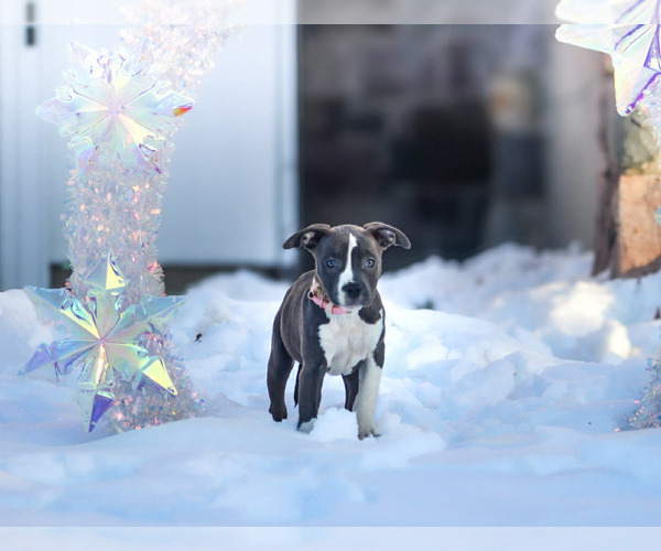 Medium Photo #1 American Staffordshire Terrier Puppy For Sale in STOCKBRIDGE, MI, USA