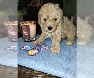 Poodle (Miniature) Puppy for sale in GROVELAND, FL, USA