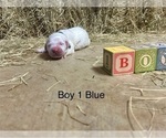 Small #3 Great Pyrenees
