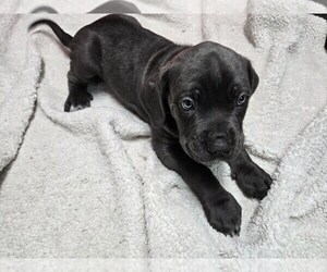 Cane Corso Puppy for sale in EAST HAMPTON, CT, USA