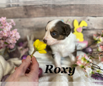 Puppy Roxy Australian Shepherd