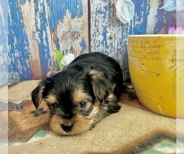 Medium Photo #10 Morkie Puppy For Sale in CASSVILLE, MO, USA