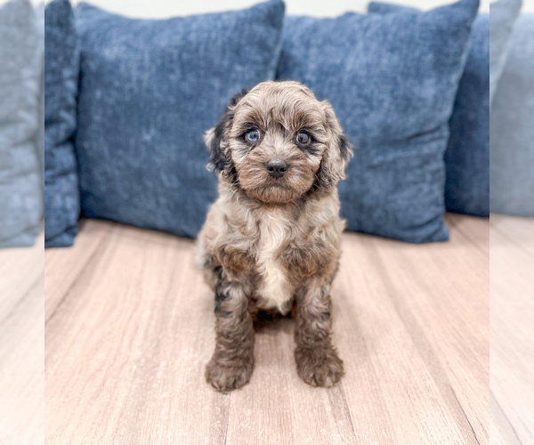 Medium Photo #1 Poodle (Miniature) Puppy For Sale in DUNDEE, OH, USA