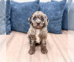 Image preview for Ad Listing. Nickname: Griffin