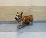 Small Pembroke Welsh Corgi