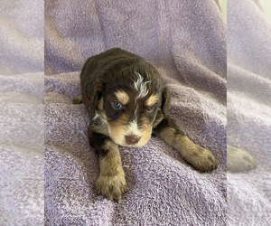 F2 Aussiedoodle Puppy for sale in CENTER, KY, USA