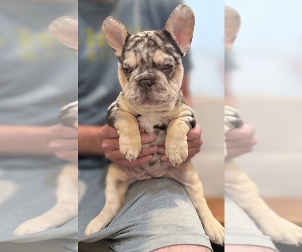 Medium Photo #18 French Bulldog Puppy For Sale in MUNSTER, IN, USA