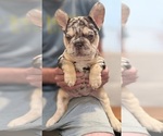 Small #17 French Bulldog