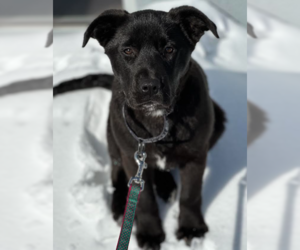 Labrador Retriever-Unknown Mix Dogs for adoption in Brooklyn Center, MN, USA