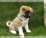 Small Photo #7 Akita Puppy For Sale in ROLLA, MO, USA