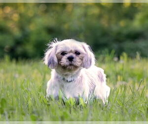 Shih Tzu Dogs for adoption in Decatur, IL, USA